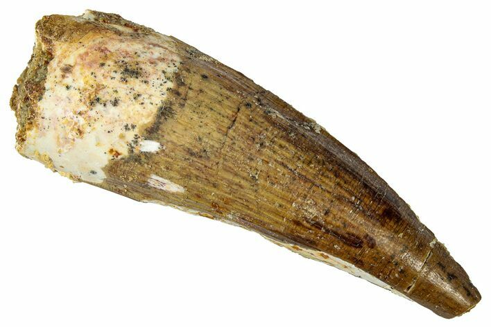Fossil Spinosaurus Tooth - Real Dinosaur Tooth #331487